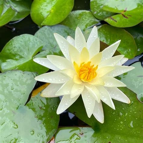 蓮花水缸風水|【門口養蓮花風水】門口養蓮花竟觸犯風水禁忌！祈求貴人、招財。